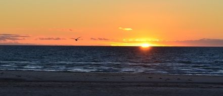 seagull on sky at sunset