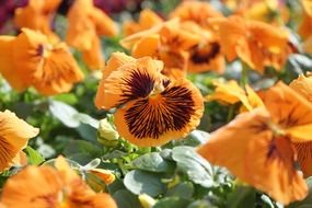 orange pansy flower blossoms