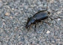 black shiny beetle on a stone