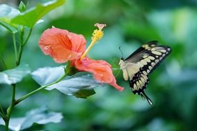 butterfly on an orange flower on a green background