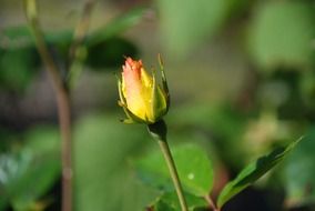 delicate yellow flower bud