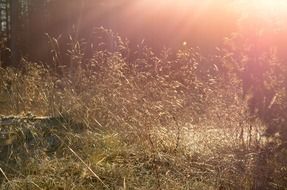 sun haze over grass