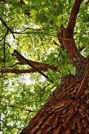 bewitching oak tree
