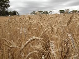 golden field of ripe wheat