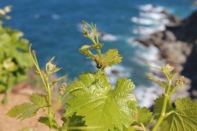 closeup photo of green vine on a cliff on the coast