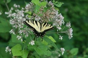 machaon is a day butterfly