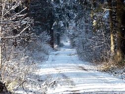 wide trail in the winter forest on a sunny day