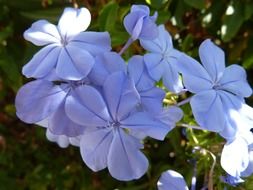 bouquet of blue wild flower