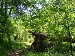 broken tall tree in the forest