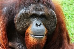 huge brown orangutan closeup