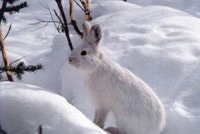 bewitching snowshoe hare