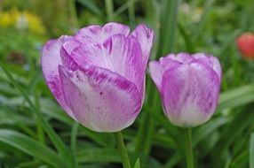 purple tulips in the garden