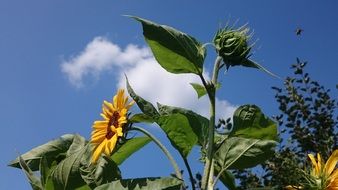 sunflowers with flowers and buds in the bright sun