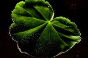 green leaf on a black background