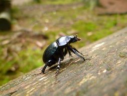 dung beetle close up