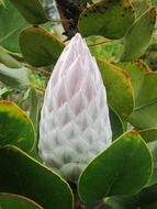 white exotic flower Bud close-up