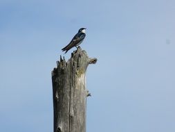 swallow perched dry tree trunk