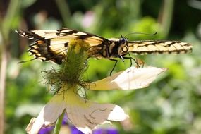 butterfly insect on the spring flower