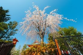 sakura tokyo japan sky view