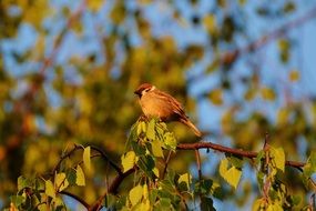 closeup picture of sparrow bird on the tree sperling