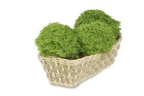 pot-scaping, ornamental green plants in weaved basket