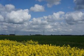 rapeseed field under a cloudy sky