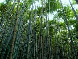 dense bamboo forest