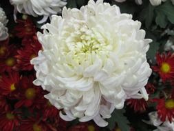bewitching chrysanthemum plant