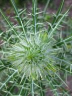 Wild thistle flower in summer