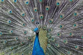 peacock as a miracle of nature