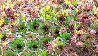 striking green stonecrop