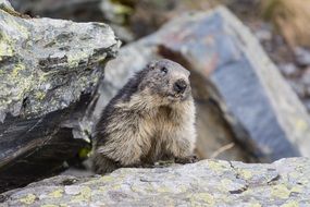 marmot animal in rocks wildlife