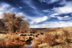 a picture which depicts cattle in the countryside in the background of the cloudy sky