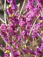 daphne shrub with purple flowers on a blurred background