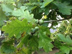 oak branch with green leaves and green fruits
