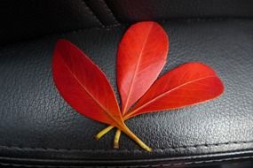 red autumn leaves on a leather surface close-up