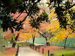 multicolored autumn trees in a park in Okayama, Japan