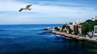 seagull flies over the coast of the city of Salvador