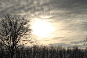 gray cloudy sky over the forest