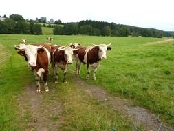 a herd of spotted mountains walk through a meadow in France