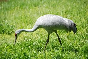 Crane on a green lawn