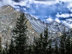 pine trees on the background of the mountains in Colorado