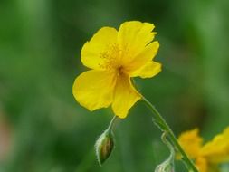 Yellow brown flowers