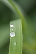 morning dew on grass blade