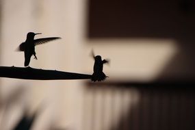 silhouettes of two hummingbirds