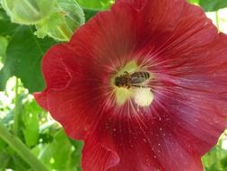 Bee on the red flower