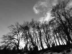 Black white photo of trees and cloudy sky