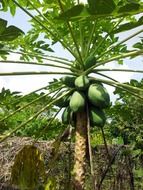 papaya fruit on the tree