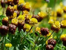 brown dress flowers