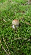cep forest